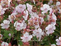 Geranium cantabrigiense &#39;Harz&#39;