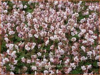 Geranium cantabrigiense &#39;Harz&#39;