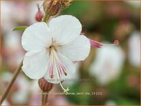 Geranium cantabrigiense &#39;Saint Ola&#39;