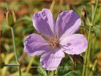 Geranium clarkei &#39;Kashmir Pink&#39;