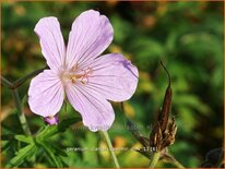 Geranium clarkei &#39;Kashmir Pink&#39;