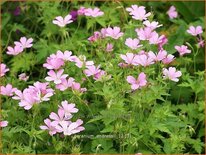 Geranium endressii