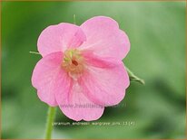 Geranium endressii 'Wargrave Pink'