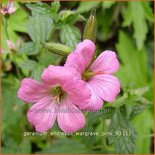 Geranium endressii 'Wargrave Pink'