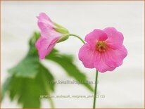 Geranium endressii 'Wargrave Pink'