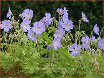 Geranium himalayense &#39;Irish Blue&#39;