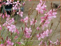 Gaura lindheimeri &#39;Siskiyou Pink&#39;