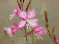 Gaura lindheimeri &#39;Siskiyou Pink&#39;