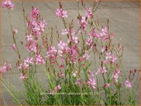 Gaura lindheimeri &#39;Siskiyou Pink&#39;