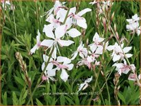 Gaura lindheimeri &#39;White Dove&#39;