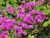 Geranium &#39;Ann Folkard&#39;