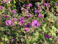 Geranium &#39;Anne Thomson&#39;