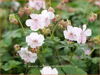 Geranium cantabrigiense &#39;Biokovo&#39;