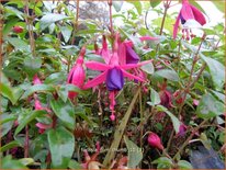 Fuchsia &#39;Tom Thumb&#39;