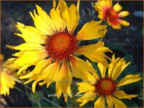 Gaillardia &#39;Amber Wheels&#39;