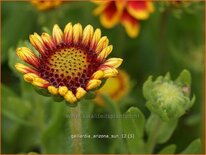 Gaillardia &#39;Arizona Sun&#39;