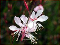 Gaura lindheimeri