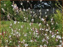 Gaura lindheimeri