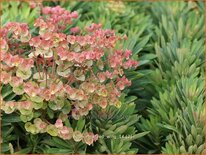 Euphorbia &#39;Red Wing&#39;