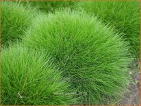 Festuca gautieri