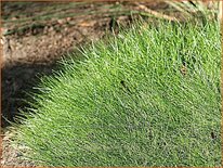 Festuca gautieri