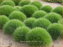 Festuca gautieri &#39;Pic Carlit&#39;