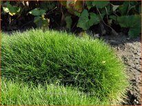 Festuca gautieri &#39;Pic Carlit&#39;