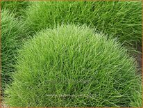 Festuca gautieri &#39;Pic Carlit&#39;