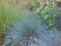 Festuca glauca