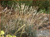 Festuca glauca