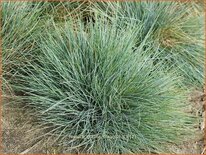 Festuca glauca 'Blauglut'