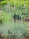 Festuca glauca 'Blauglut'