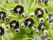 Euphorbia characias &#39;Black Pearl&#39;