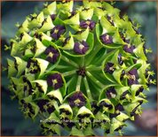 Euphorbia characias &#39;Black Pearl&#39;