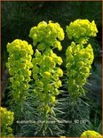 Euphorbia characias wulfenii