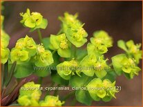 Euphorbia cyparissias 'Clarice Howard'