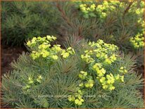 Euphorbia cyparissias 'Clarice Howard'