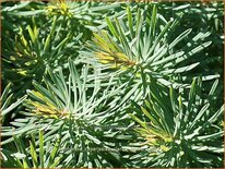 Euphorbia cyparissias 'Clarice Howard'