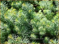 Euphorbia cyparissias 'Clarice Howard'