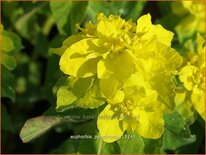 Euphorbia polychroma