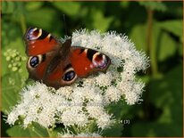 Eupatorium rugosum 'Braunlaub'