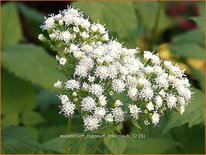 Eupatorium rugosum 'Braunlaub'