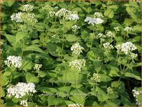 Eupatorium rugosum 'Braunlaub'