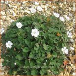 Erodium reichardii 'Album'