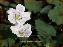 Erodium reichardii 'Album'