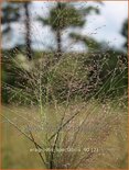 Eragrostis spectabilis