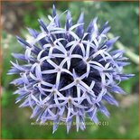 Echinops bannaticus &#39;Blue Globe&#39;