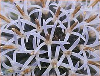 Echinops bannaticus 'Taplow Blue'