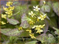 Epimedium perralchicum &#39;Frohnleiten&#39;