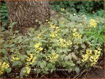 Epimedium perralchicum &#39;Frohnleiten&#39;